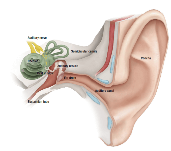 HEARING LOSS