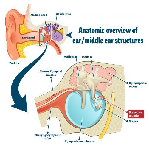 stapedotomy - stapedectomy