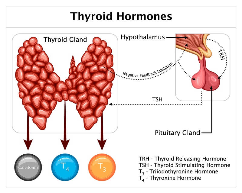 Hypothyroid and Hyperthyroid hormones